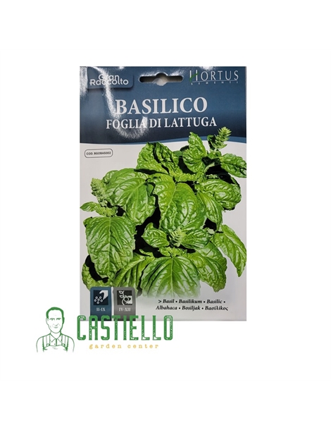 basilico foglia di lattuga